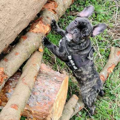 Zeigt her eure Frenchi-Beitrag-Bild