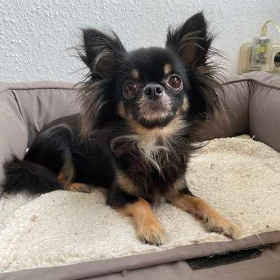 Hundetreffen-Kleine Hunde treffen-Bild