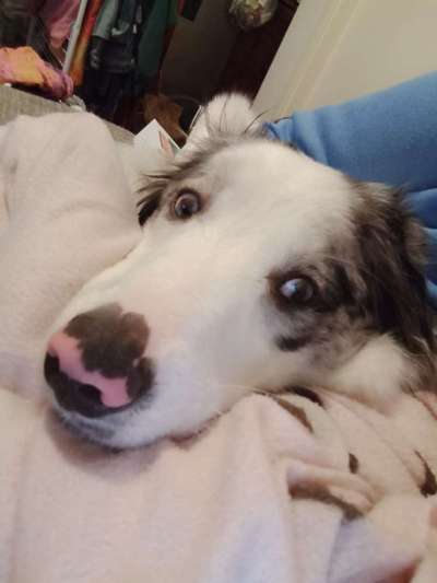 CHALLENGE NR. 19 - Der Hundeblick-Beitrag-Bild