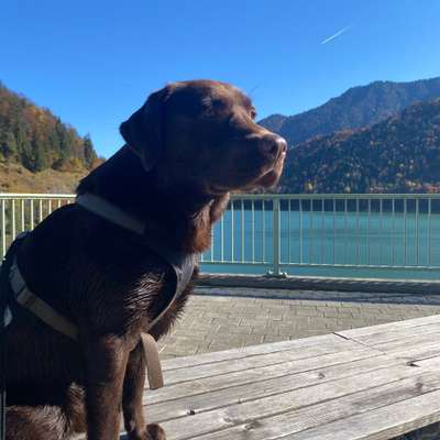 Hundetreffen-GassipartnerIn Neubiberg/ Waldkolonien-Bild