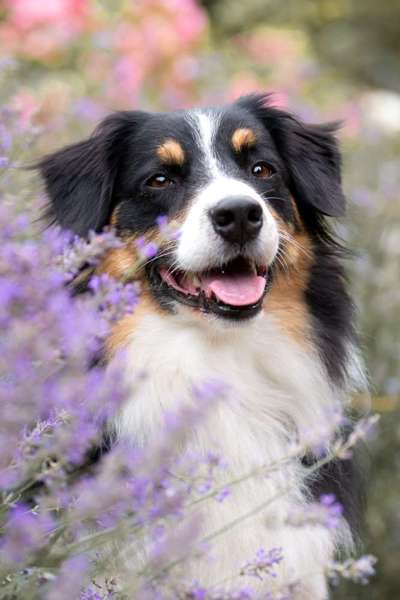 Die Dogorama Kalender Challenge Titelbild-Beitrag-Bild