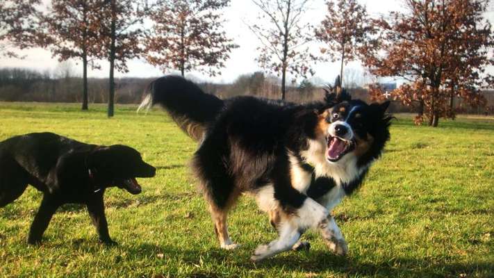 Zeigt eure verrücktesten Hundebilder-Beitrag-Bild