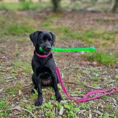 Hundetreffen-Hundebegegnungen und Spaziergänge-Bild