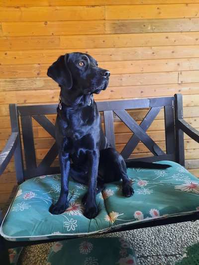 Labradorfans-Beitrag-Bild