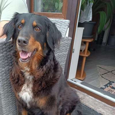 Hundetreffen-Ich würde mich über einen Spaziergang mit weiteren Hundemännchen freuen🥰
