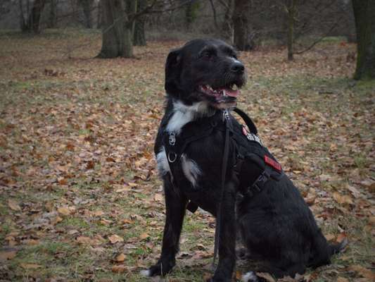 Hundetreffen-Social walk-Bild