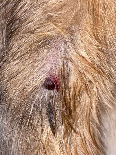 Ist das eine Warze ? 
Termin beim Tierarzt ist Mittwoch-Beitrag-Bild