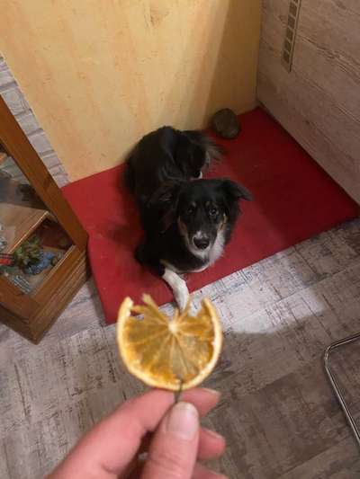 Weihnachten mit Junghund-Beitrag-Bild