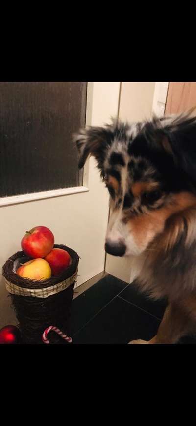 Weihnachten mit Junghund-Beitrag-Bild