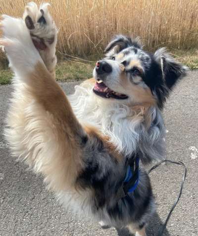 Wie kamt ihr auf die Rasse eures Hundes?-Beitrag-Bild