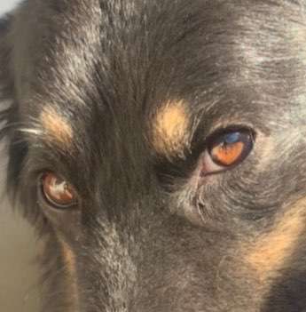 Zeigt mir die tollste Nahaufnahme von eurer Fellnase-Beitrag-Bild