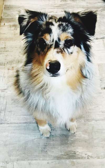 Die Dogorama Kalender Challenge Titelbild-Beitrag-Bild