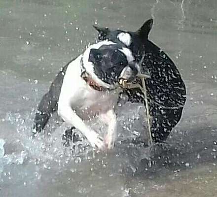 Boston Terrier Liebhaber❤️-Beitrag-Bild