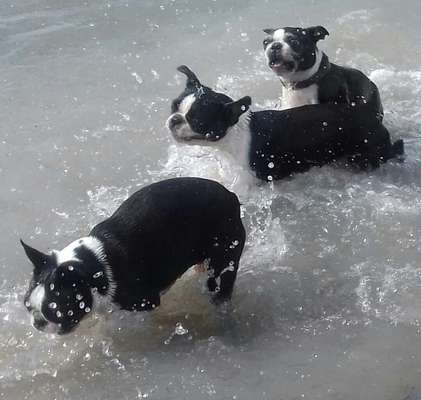 Dogorama-Monats-Challenge-Mai "Wasser"-Beitrag-Bild