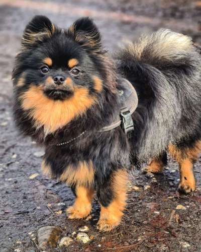 Pomeranian-Beitrag-Bild
