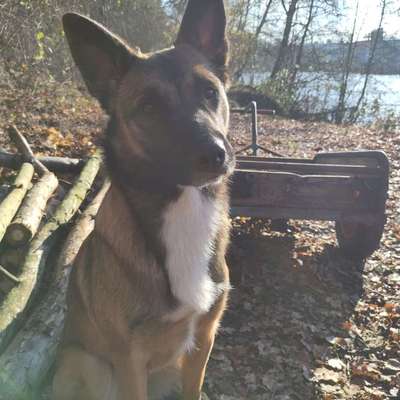 Hundetreffen-Suche Spieltreffen für meine sportlich Hündin in Velten :)-Bild