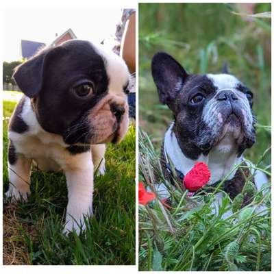 Vom Welpen zum Hund-Beitrag-Bild