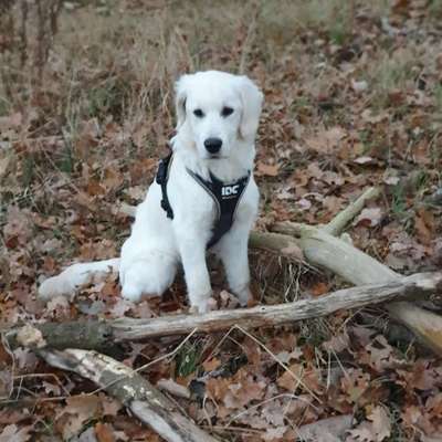 Wo sind die Golden Retriever Liebhaber?-Beitrag-Bild