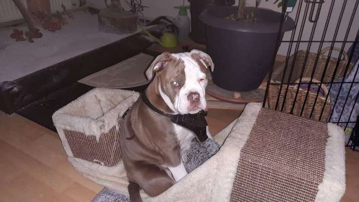 Olde English Bulldogge-Beitrag-Bild