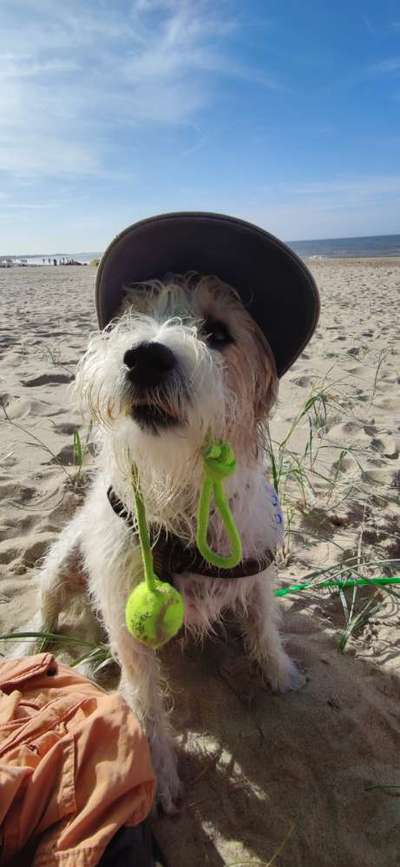 Wo sind die Jack und Parson Russell Terrier?-Beitrag-Bild