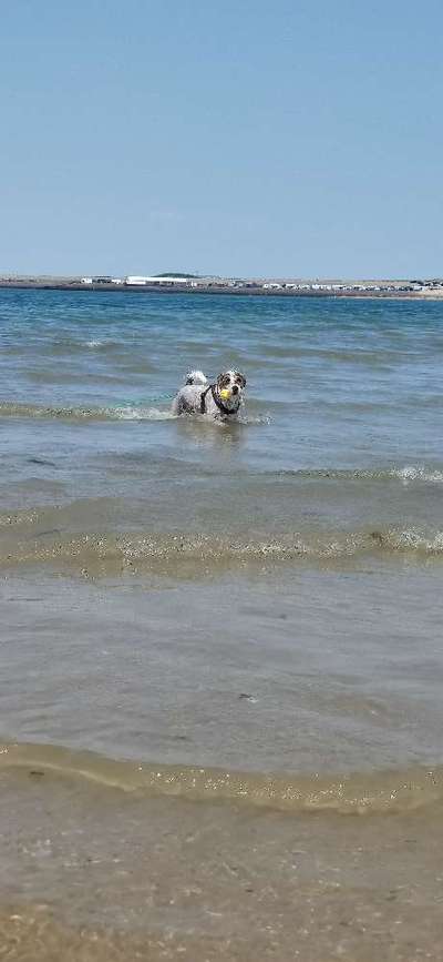 Hundeurlaub in Stralsund?-Beitrag-Bild