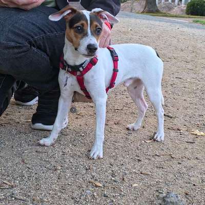 Hundetreffen-Spazieren, Spielen, Training-Bild