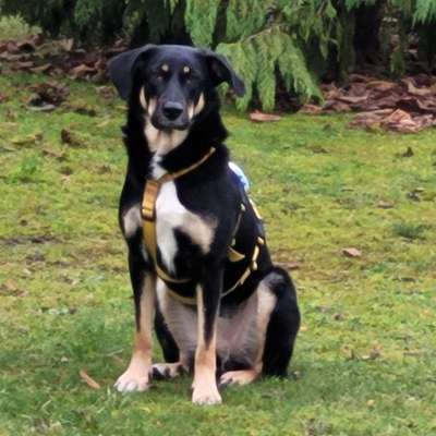 Hundetreffen-Gemeinsame Gassirunden in Holzminden (z.B. Weser oder Hasselbac)htal-Profilbild