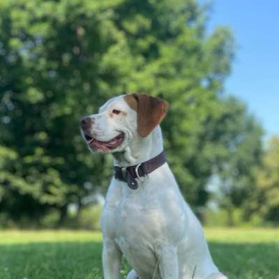 Hundetreffen-Energiebündel-Bild