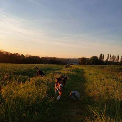 Hundetreffen-Gassirunden/Spiel- und Trainingseinheiten-Bild