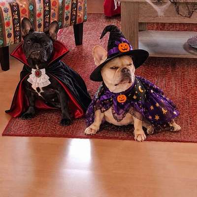 🎃🐶 Hund im Halloween-Kostüm – süß oder Stress pur?-Beitrag-Bild