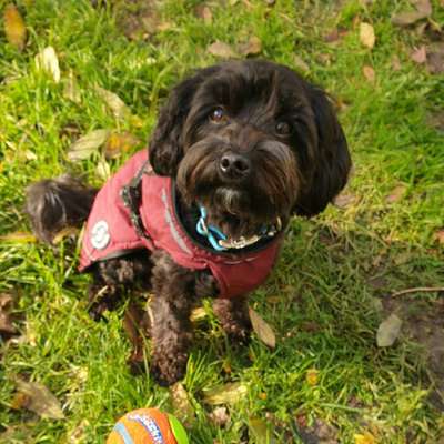 Hundetreffen-Spieltreffen mit kleinen Hunden in Sachsenhausen-Bild