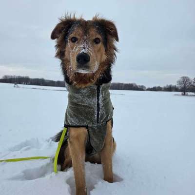 Hundetreffen-Gemeinsame Spaziergänge-Bild