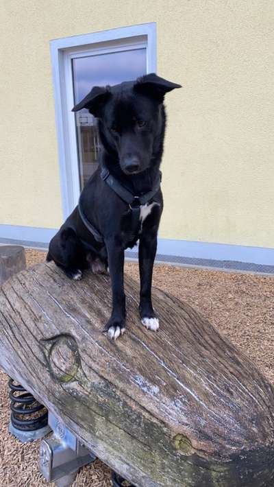 Hundetreffen-Gassi gehen Kreis Baienfurt-Bild