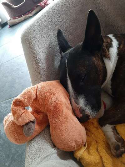 Euer Hund und sein Lieblingskuscheltier-Beitrag-Bild