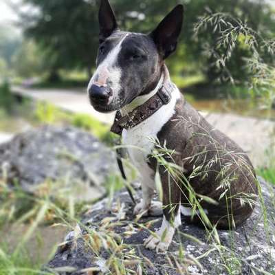 Bielefelder Hunde.-Beitrag-Bild