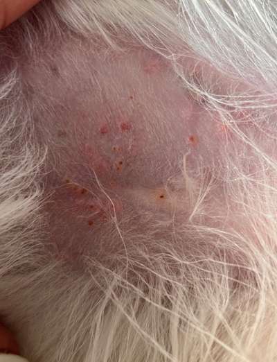 Dermatitis ohne Diagnose-Beitrag-Bild