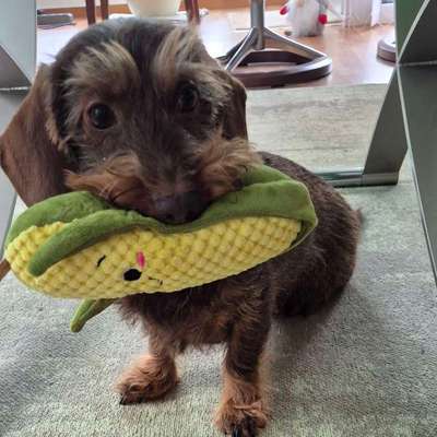 aktuelles Foto Gruppe Dackel