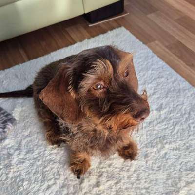 aktuelles Foto Gruppe Dackel