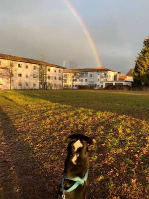 Hundetreffen-Treffen zum Hunde kennenlernen Aichach Und Umgebung-Bild