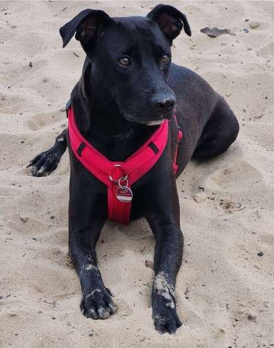 TierschutzhundeStammtisch🐕-Beitrag-Bild