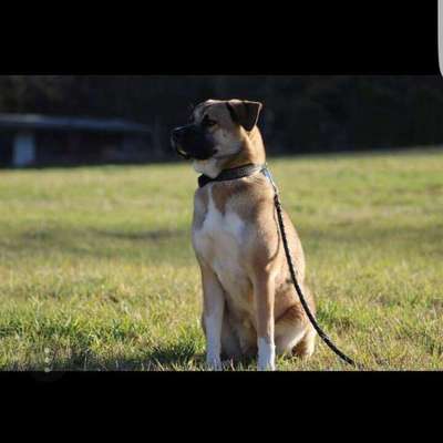 Kangal Fans ! ! ! !-Beitrag-Bild