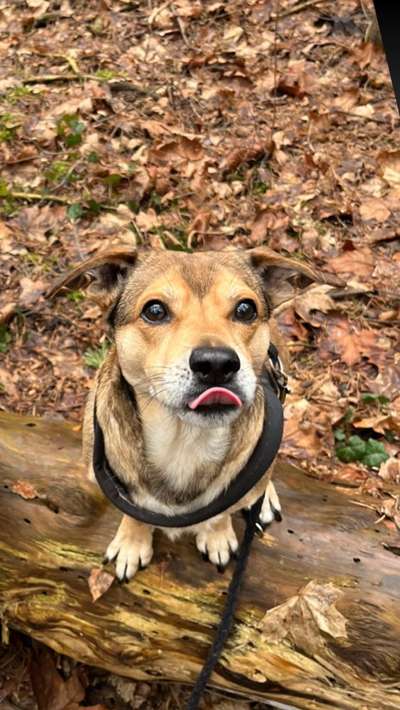 Hundetreffen-Gemeinsame Gassirunde/ Spielrunde-Bild