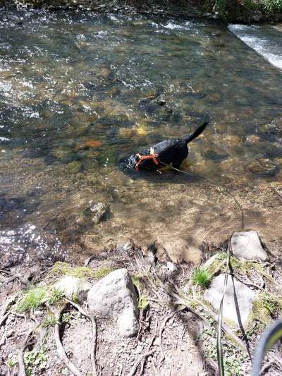 Labradorfans-Beitrag-Bild