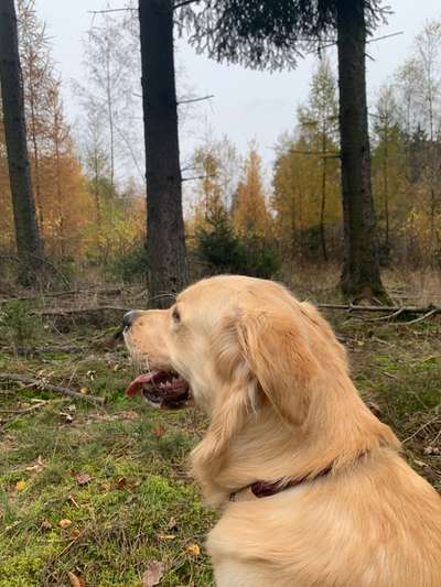 Hundetreffen-Bruno such neue Freunde zum Spielen-Bild