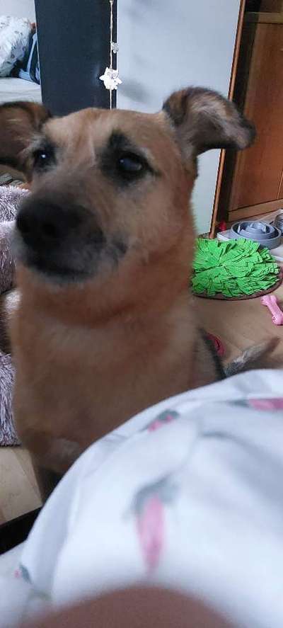 TierschutzhundeStammtisch🐕-Beitrag-Bild