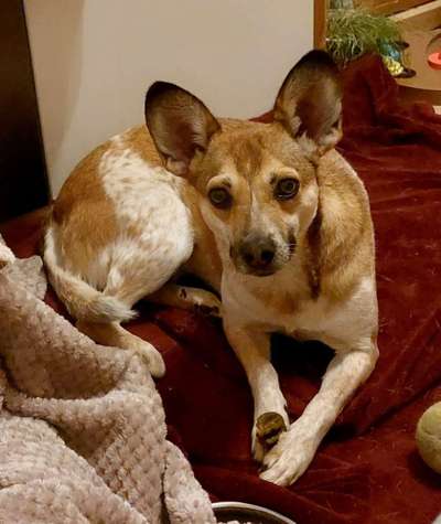 TierschutzhundeStammtisch🐕-Beitrag-Bild