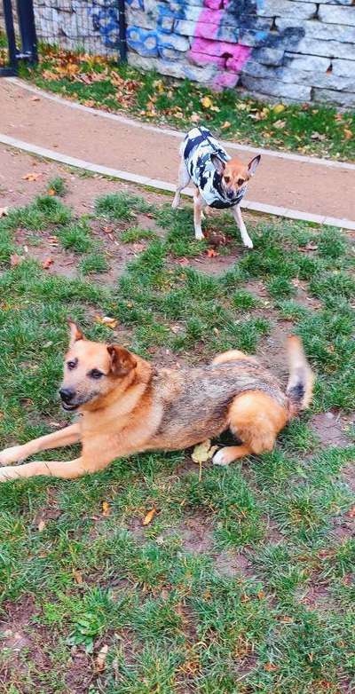 TierschutzhundeStammtisch🐕-Beitrag-Bild