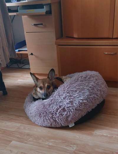 TierschutzhundeStammtisch🐕-Beitrag-Bild