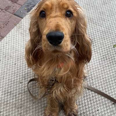 Hundetreffen-Spiel- und Trainingspartner-Bild