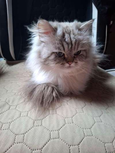 aktuelles Foto Gruppe Katzen 🐈 & Hunde 🐕 FRIENDS